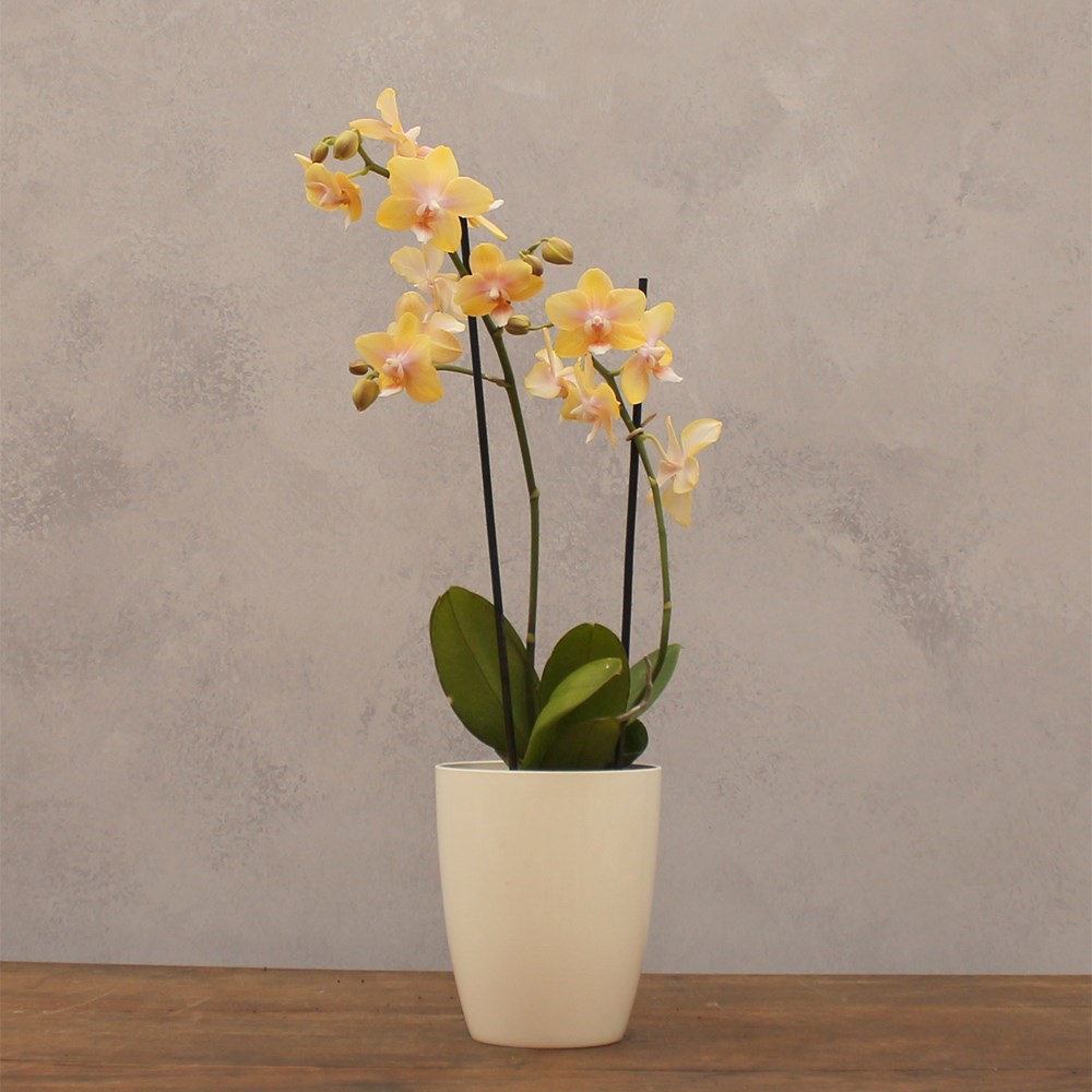 Phalaenopsis Bolgheri Lemon | Scented Orchid