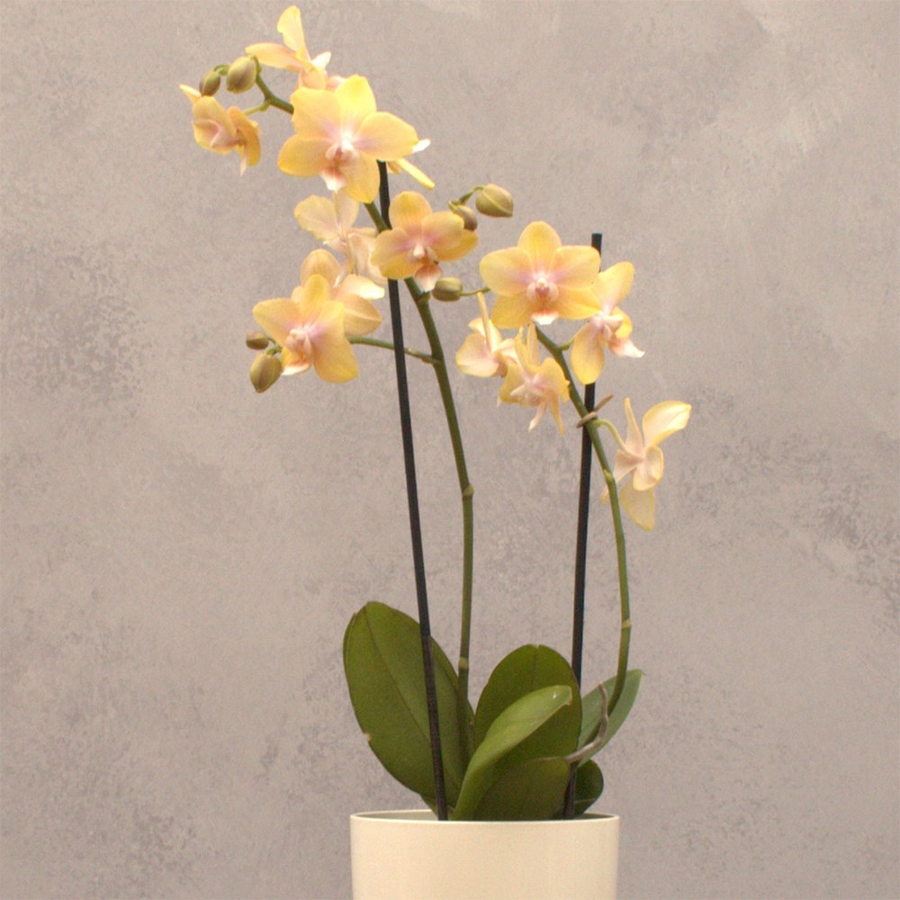 Phalaenopsis Bolgheri Lemon | Scented Orchid