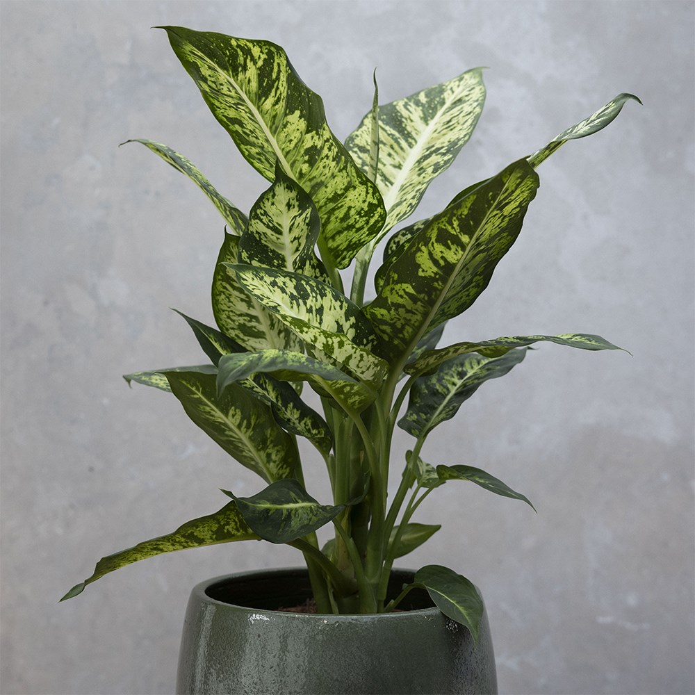 Dieffenbachia Sublime | Dumb Cane