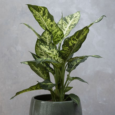 Dieffenbachia Sublime