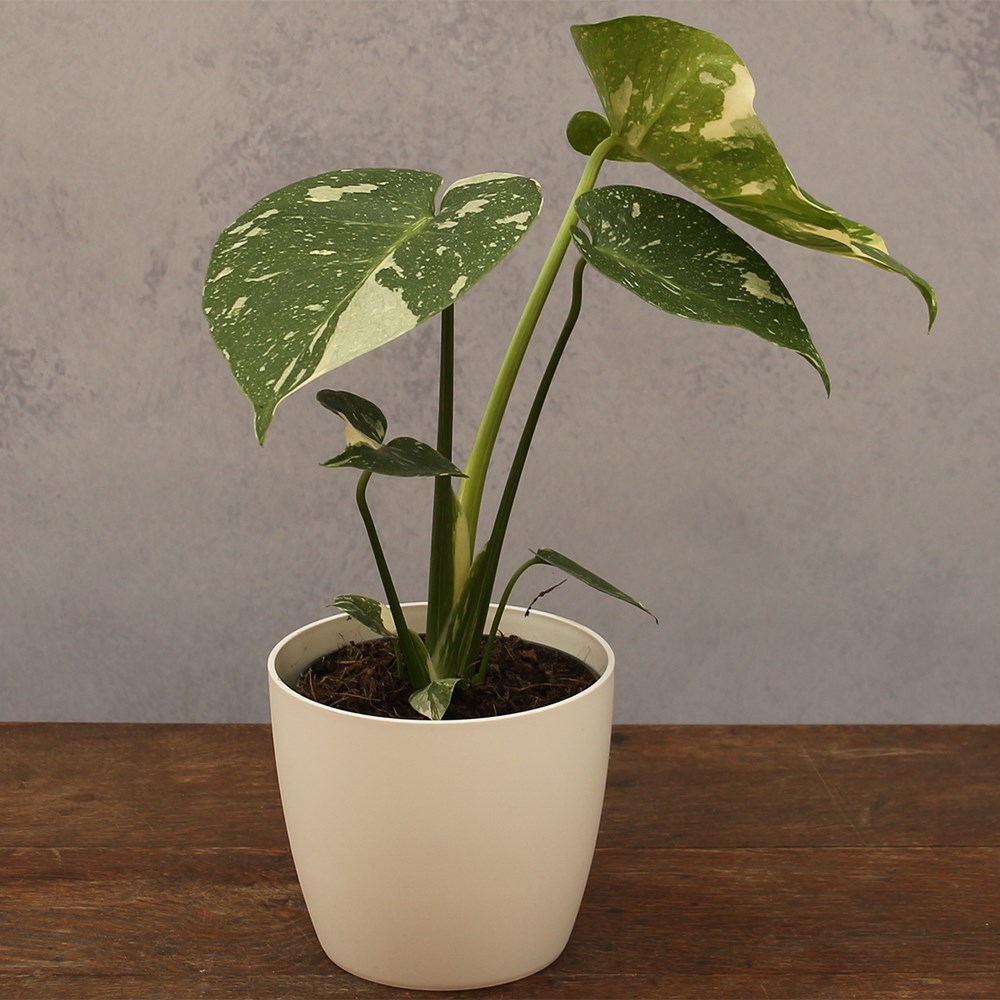 Monstera Thai Constellation | Variegated Swiss Cheese Plant