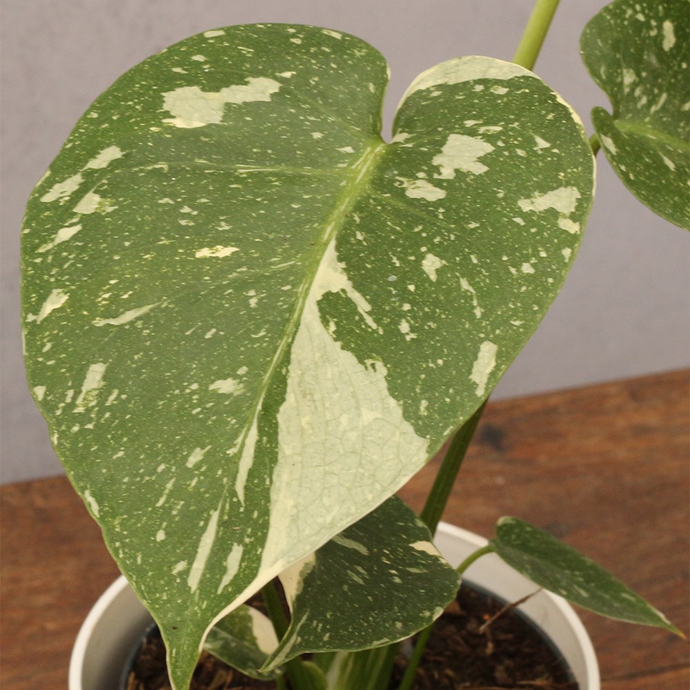 Monstera Thai Constellation | Variegated Swiss Cheese Plant