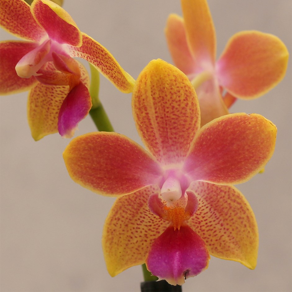 Phalaenopsis Aromio Spring | Scented Orchid