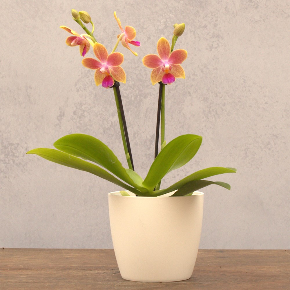 Phalaenopsis Aromio Spring | Scented Orchid