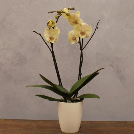 Phalaenopsis Optistar Turner