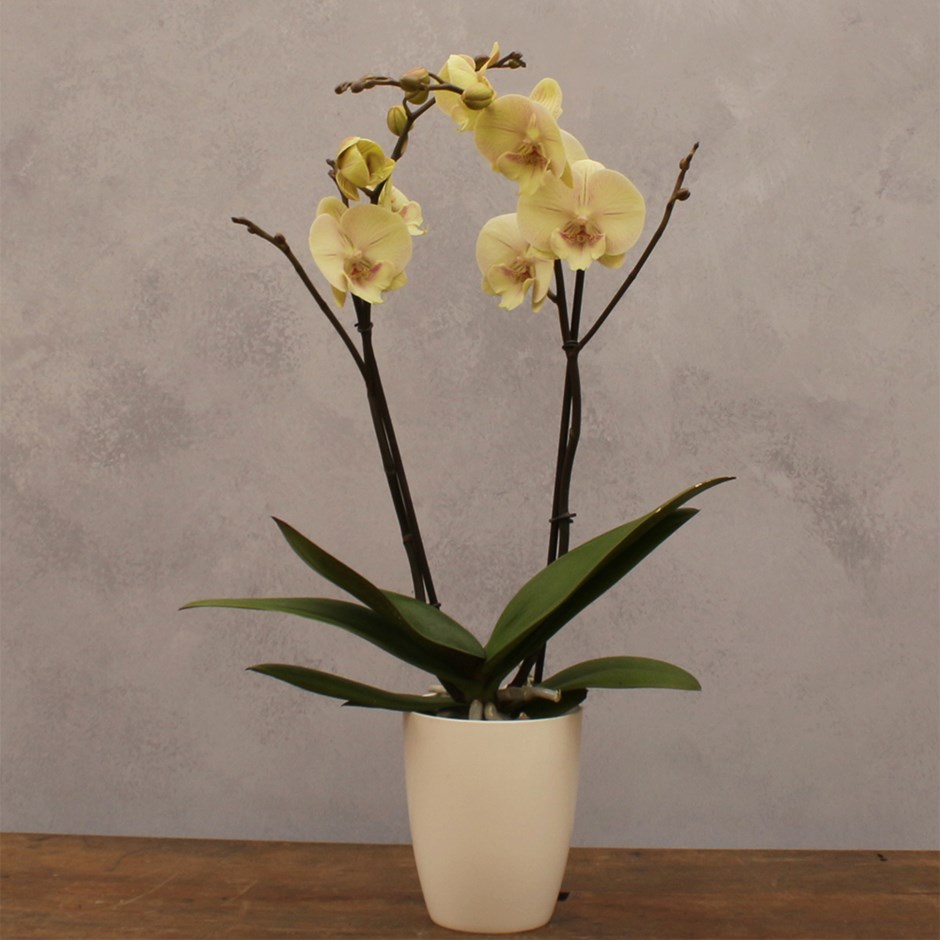 Phalaenopsis Optistar Turner | Moth Orchid