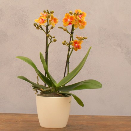 Phalaenopsis Exclusivo Juno