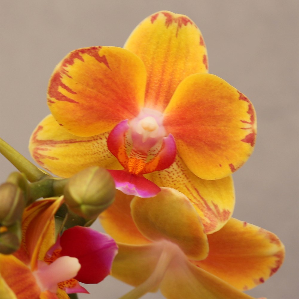 Phalaenopsis Exclusivo Juno | Moth Orchid