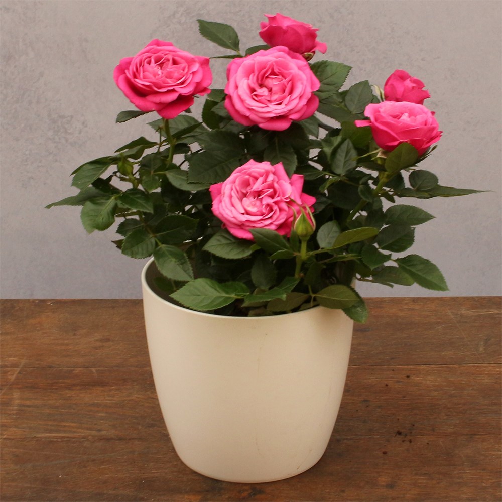 Rosa Passion Pink | Indoor Rose