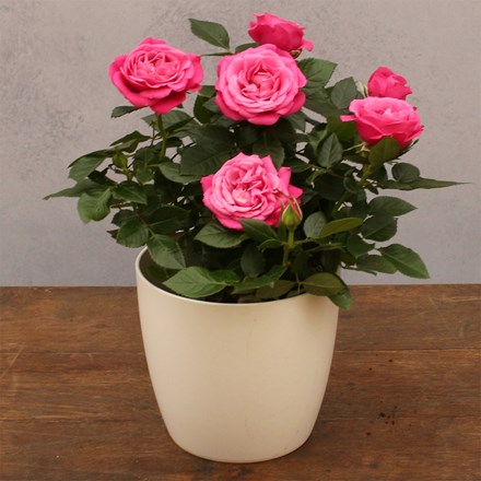 Rosa Rosa Passion Pink