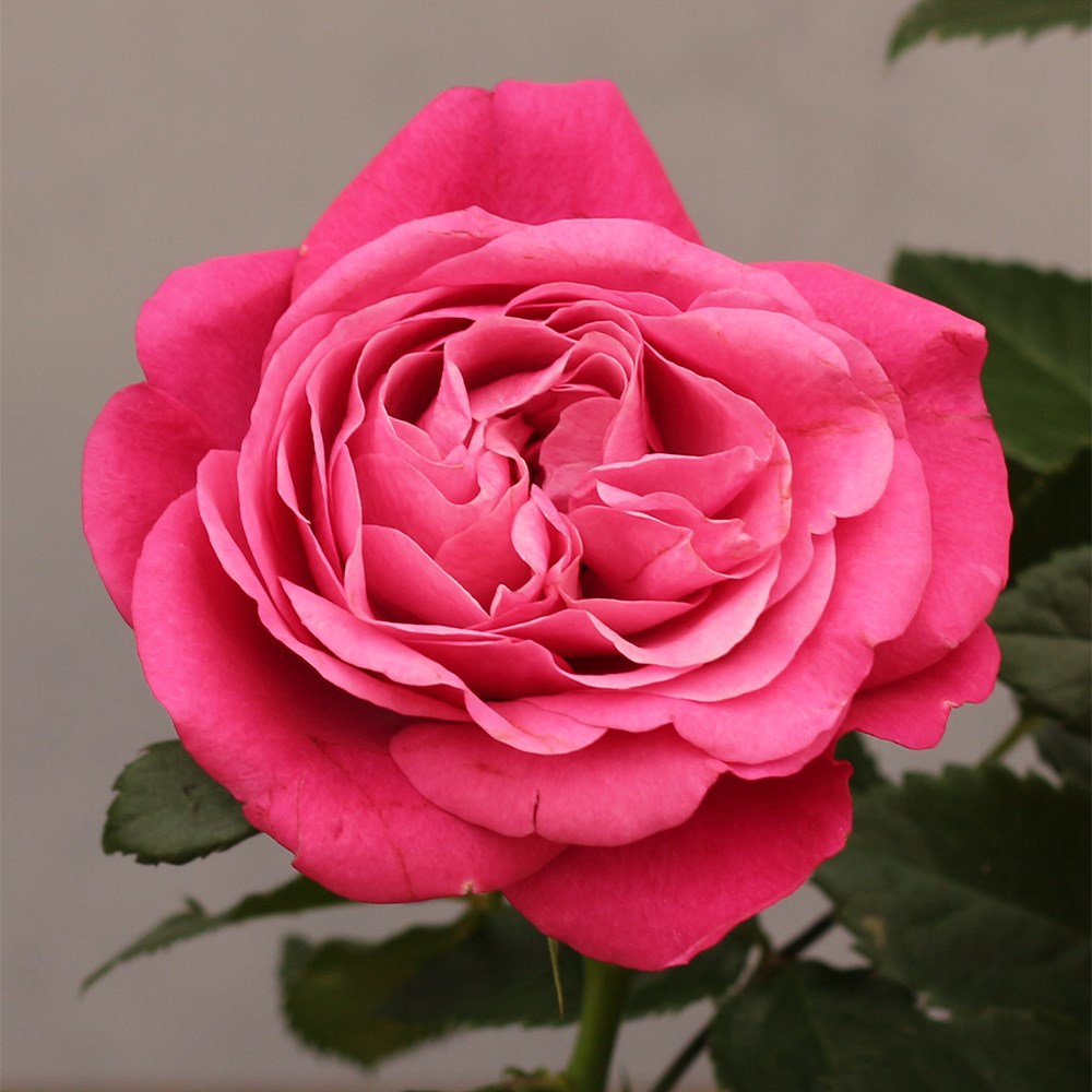 Rosa Passion Pink | Indoor Rose