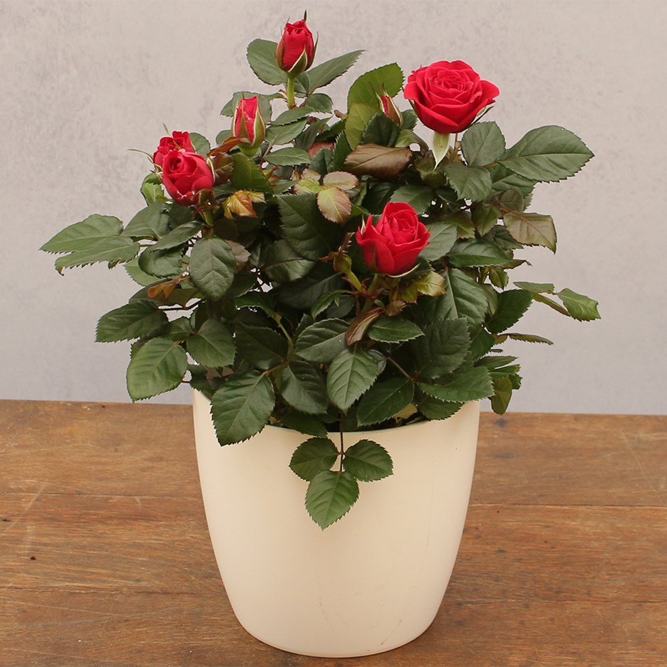 Rosa Valentine Red | Indoor Rose