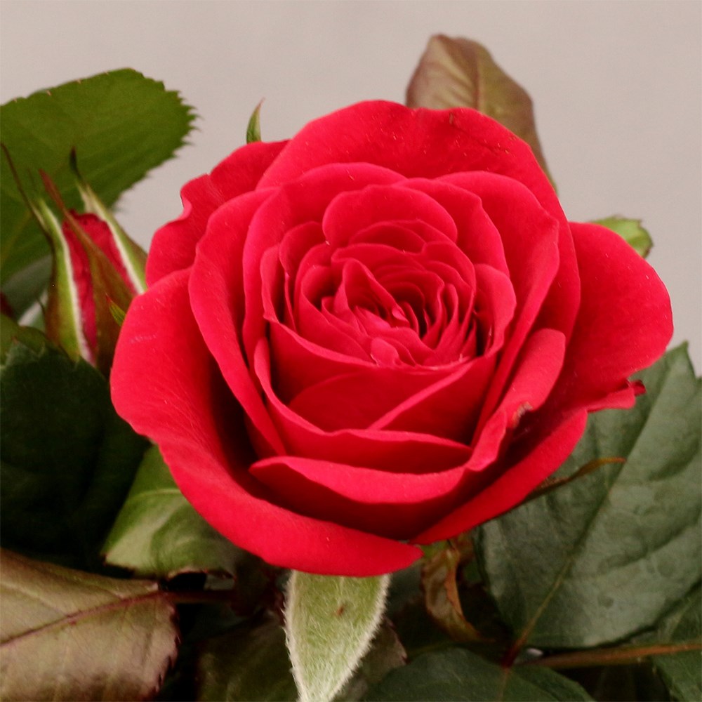Rosa Valentine Red | Indoor Rose