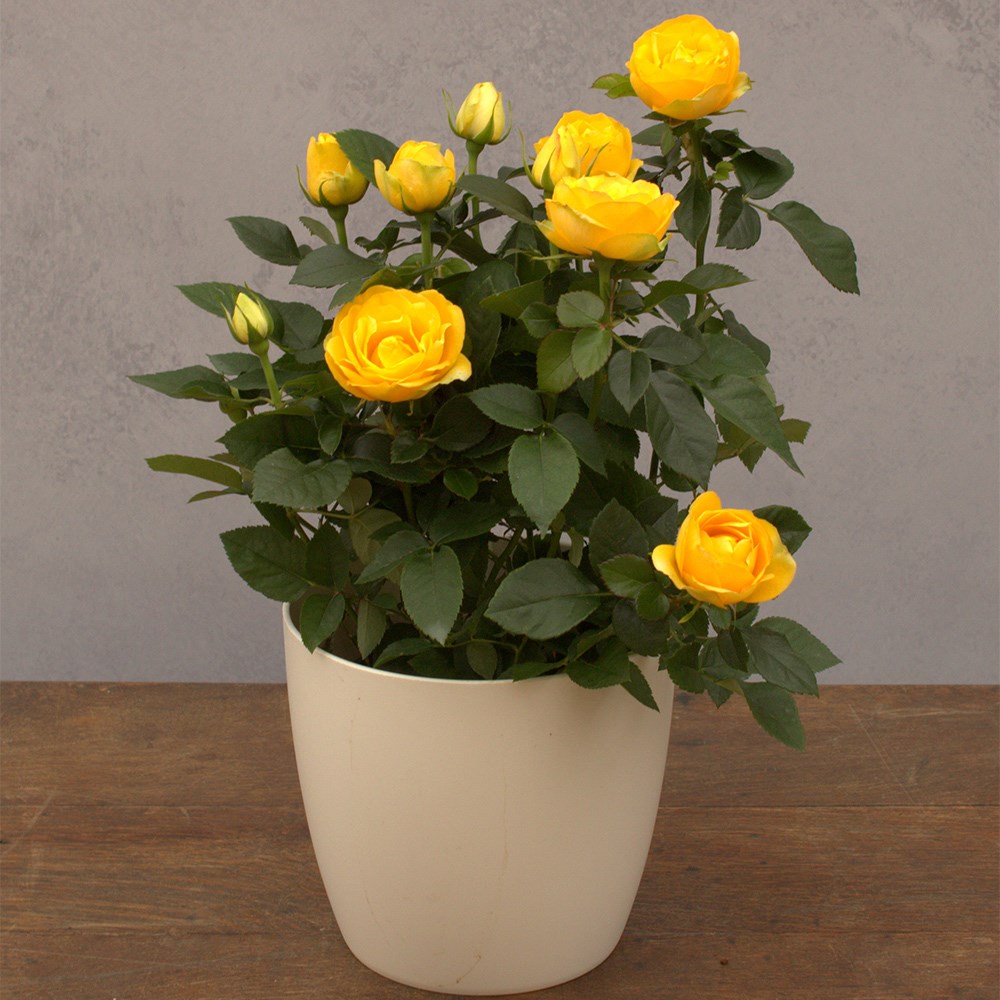 Rosa Friendship Yellow | Indoor Rose