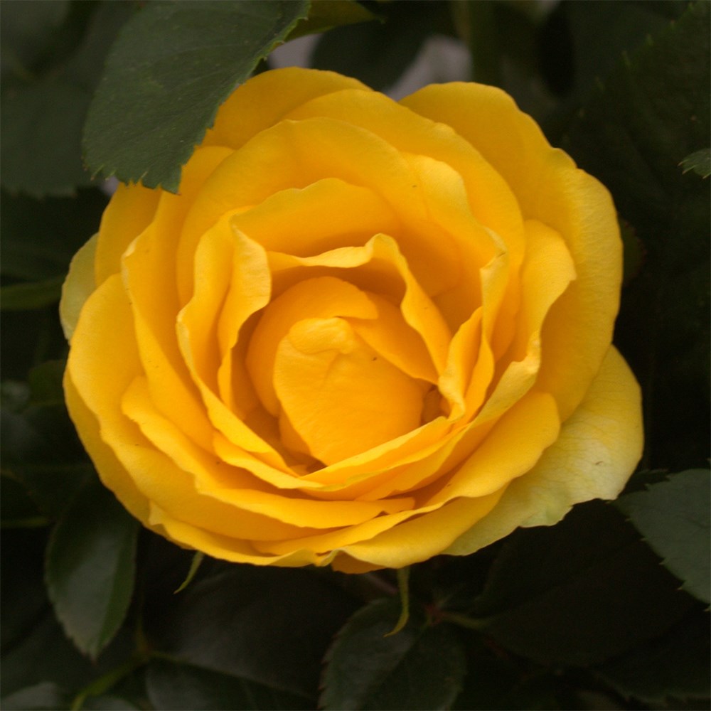 Rosa Friendship Yellow | Indoor Rose