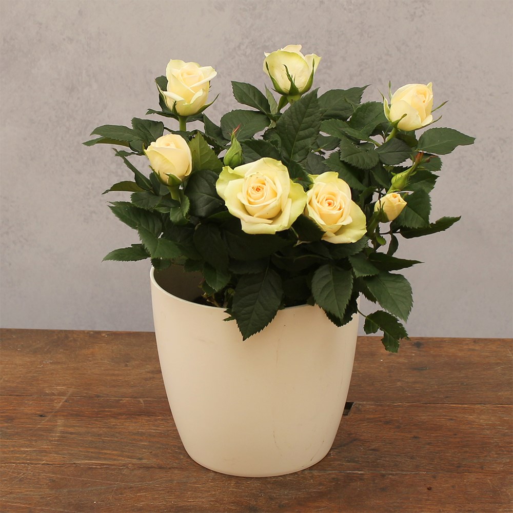 Rosa Serenity White | Indoor Rose