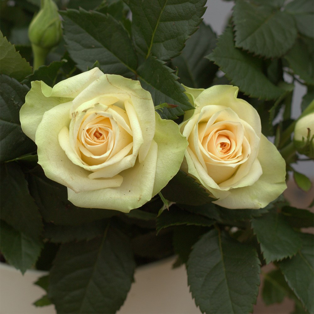 Rosa Serenity White | Indoor Rose