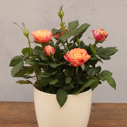 Rosa Sunshine Orange | Indoor Rose