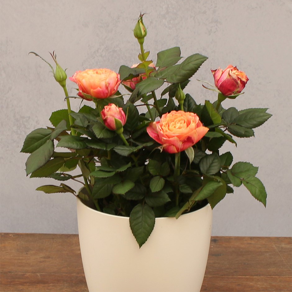 osa Sunshine Orange | Indoor Rose