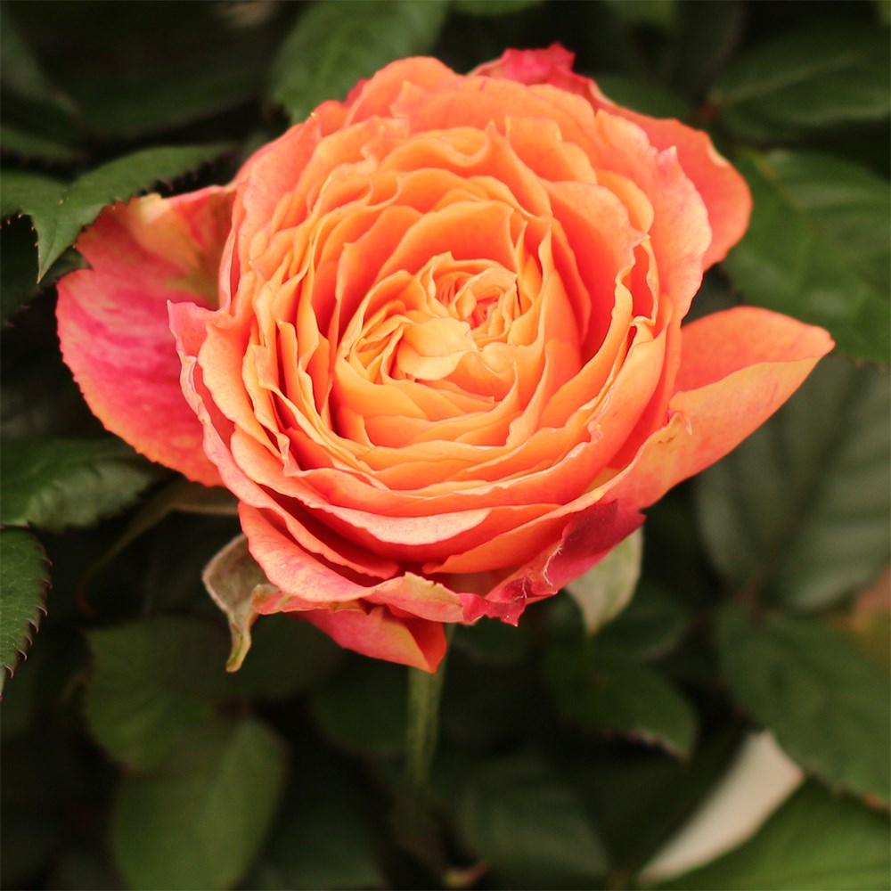 osa Sunshine Orange | Indoor Rose