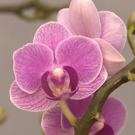 Phalaenopsis Exclusivo Violet Queen