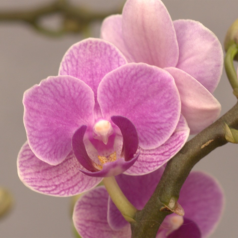 Phalaenopsis Exclusivo Violet Queen | Moth Orchid