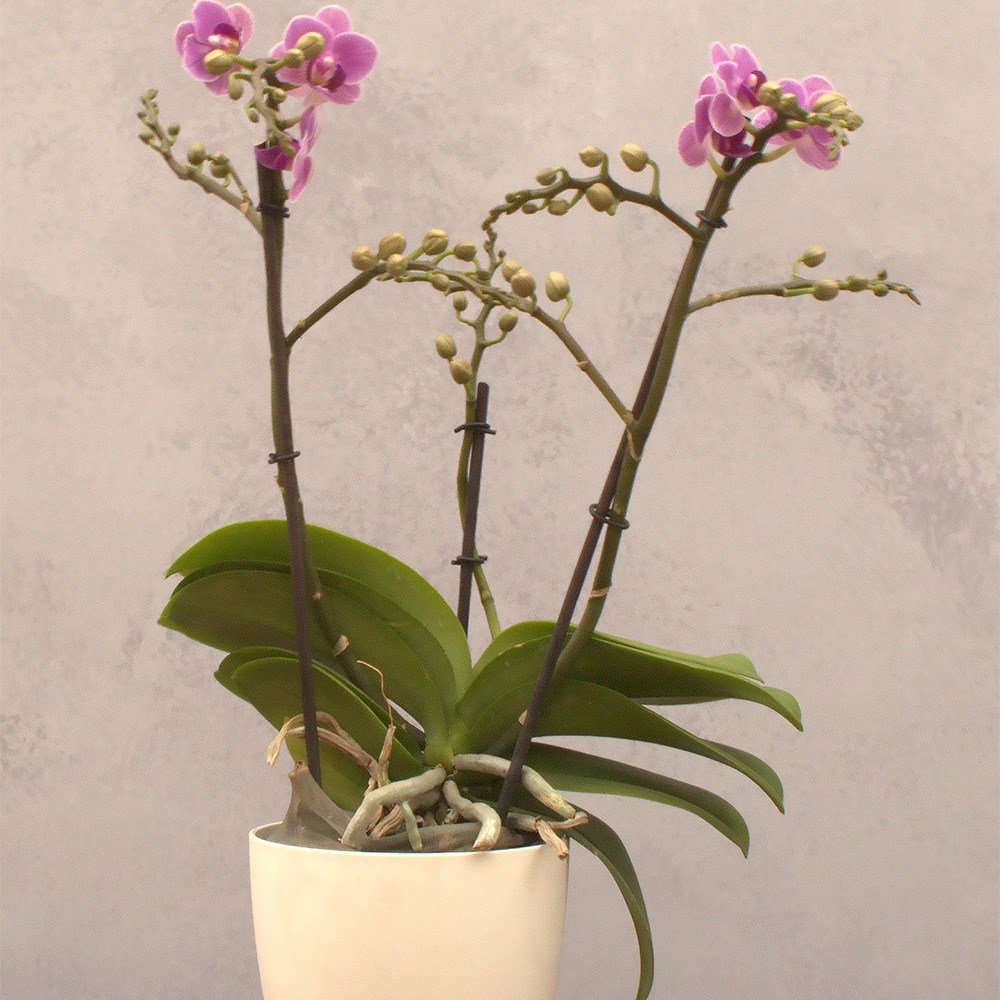 Phalaenopsis Exclusivo Violet Queen | Moth Orchid