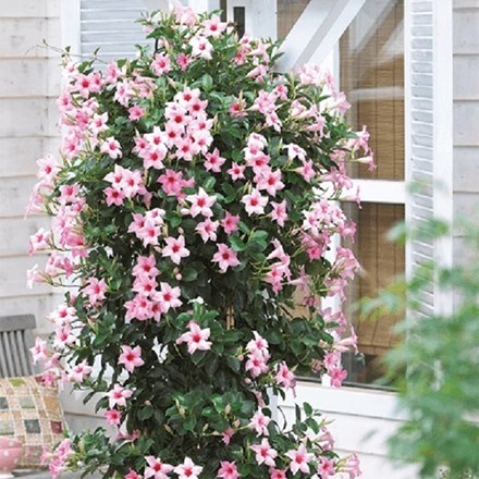 Mandevilla Sundaville Cream Pink ('Sunparapibra') (PBR) (Sundaville Series)