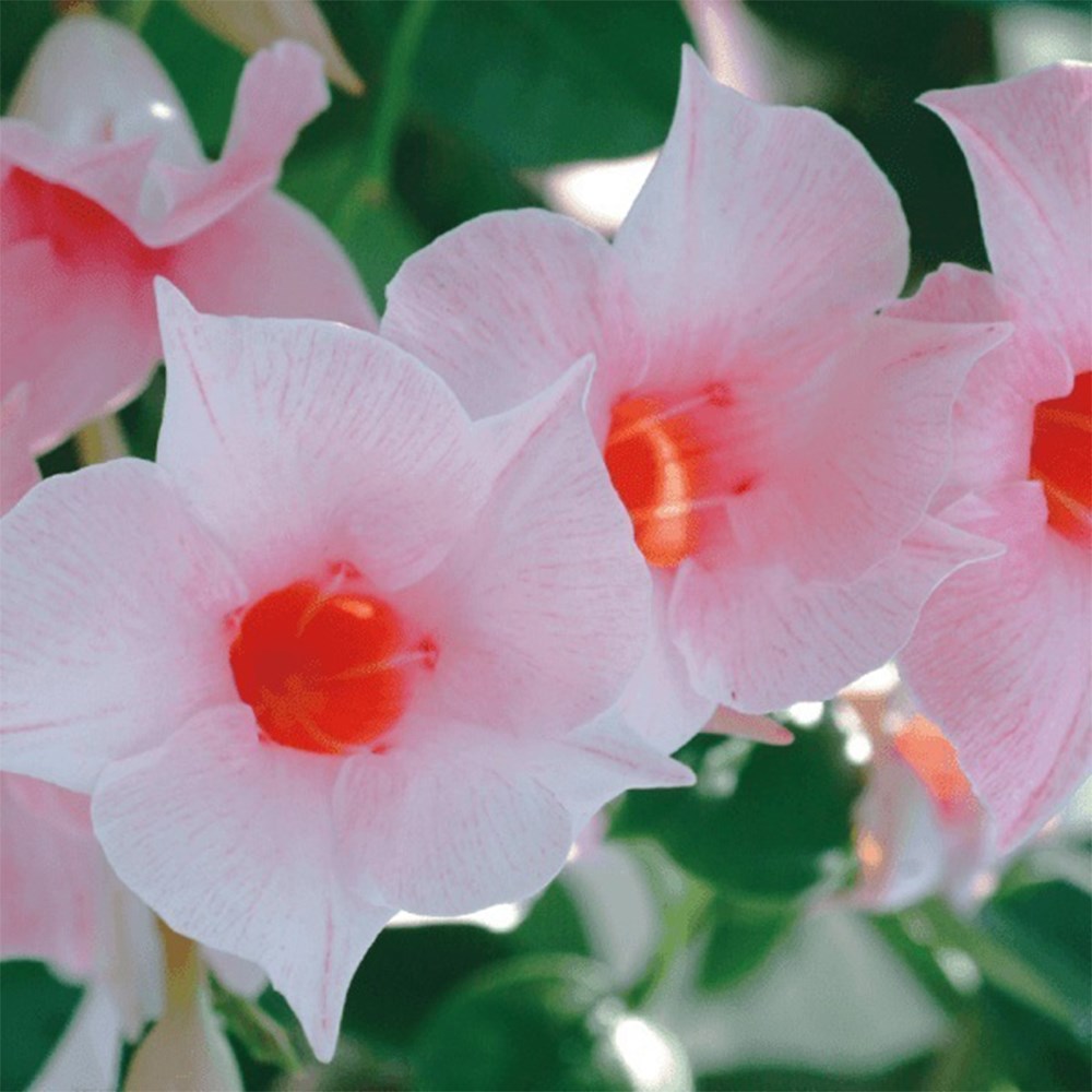 Mandevilla Sundaville Cream Pink | Dipladenia