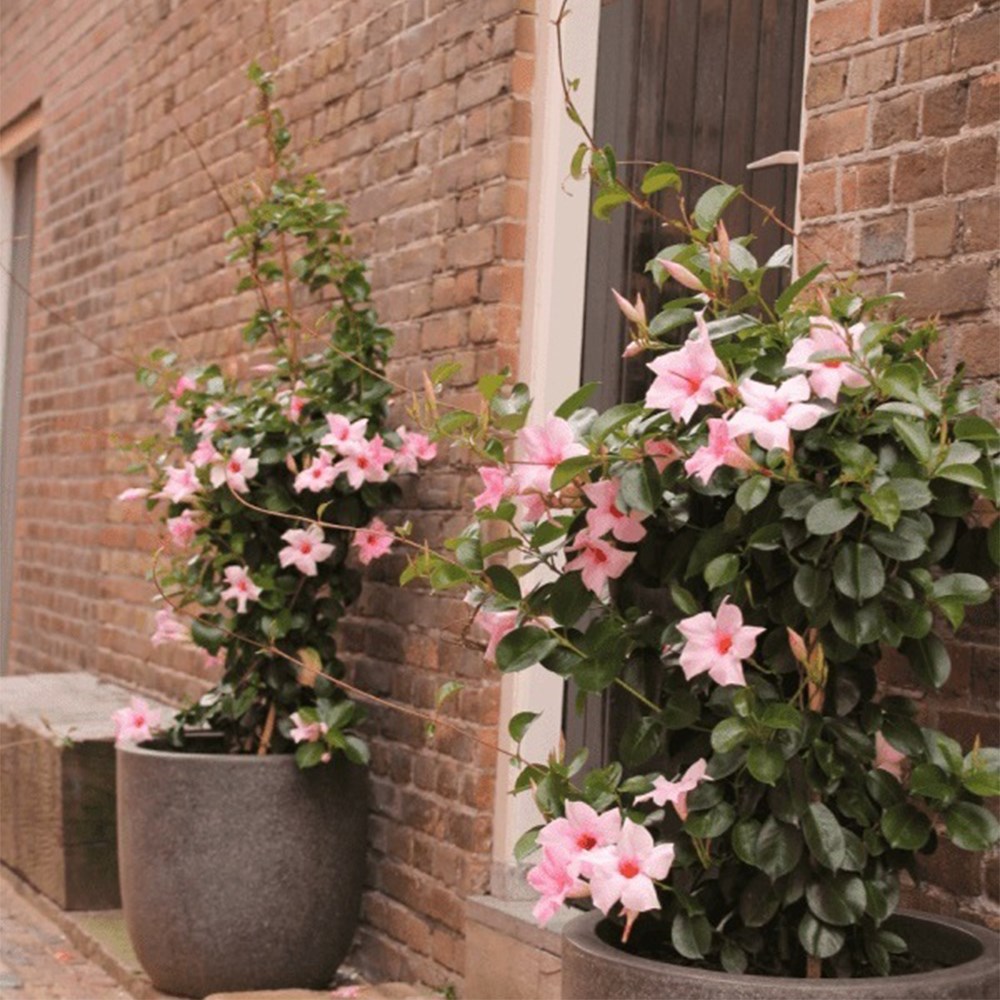 Mandevilla Sundaville Cream Pink | Dipladenia