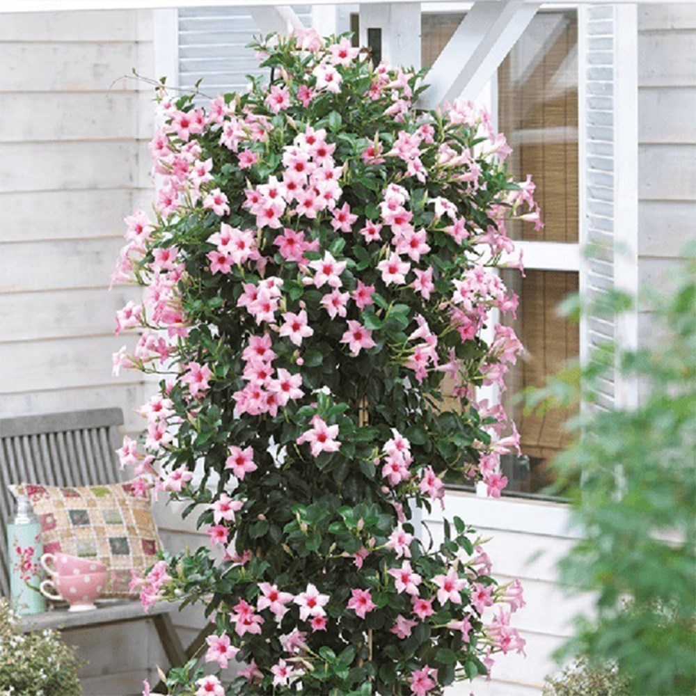 Mandevilla Sundaville Cream Pink | Dipladenia