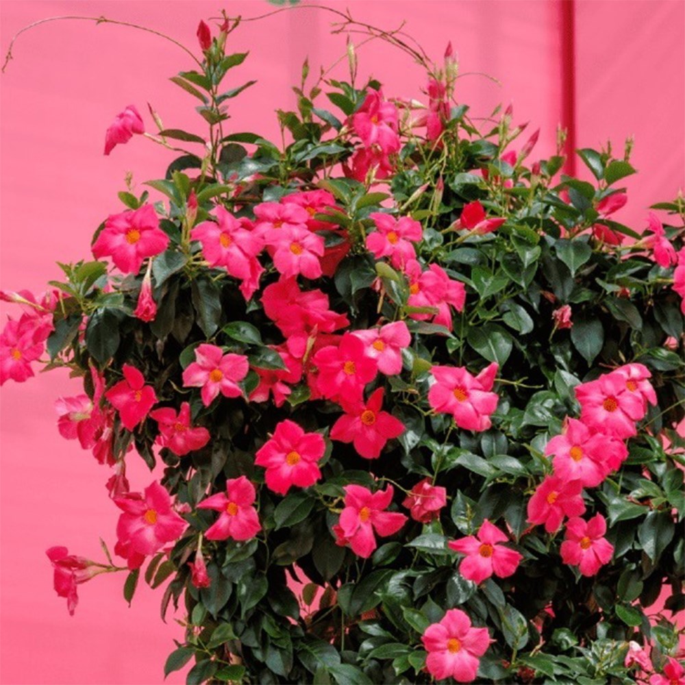 Mandevilla Sundaville Fashion Pink | Dipladenia