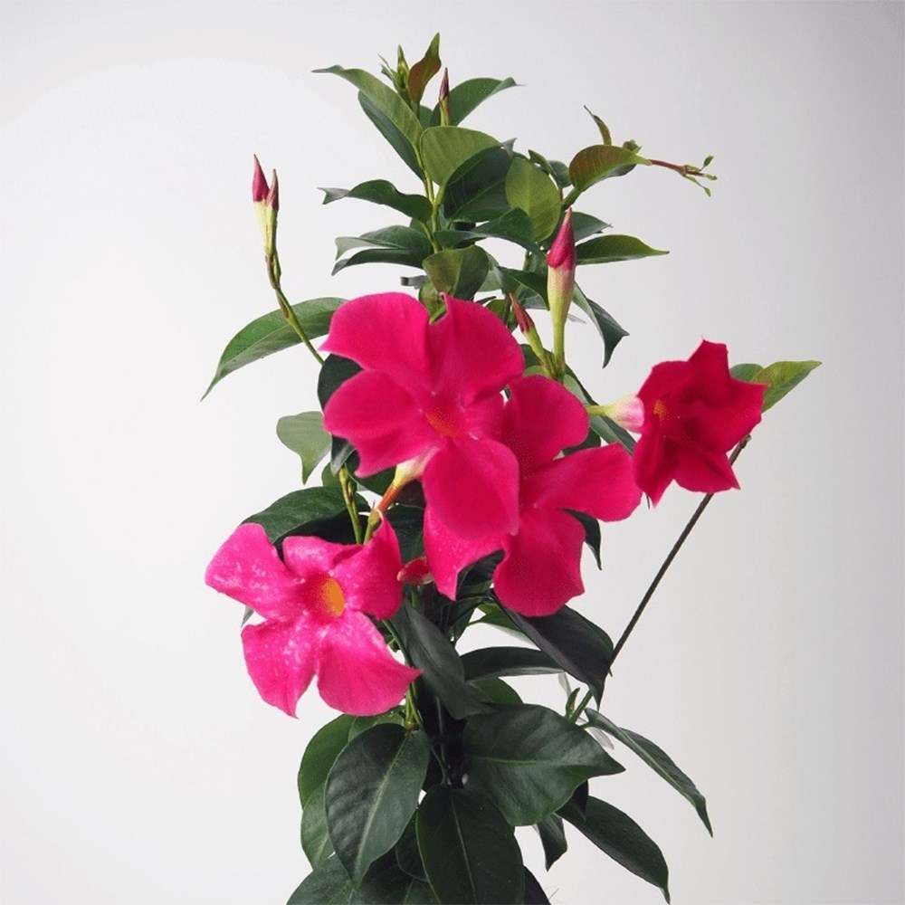 Mandevilla Sundaville Fashion Pink | Dipladenia