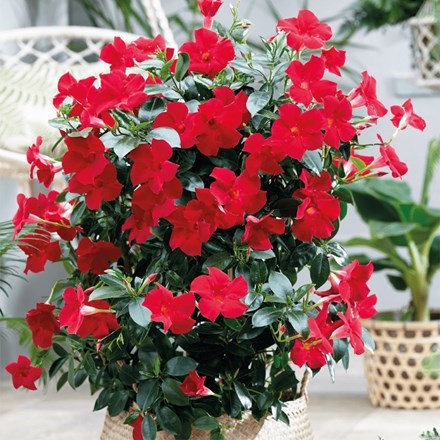 Mandevilla Sundaville Fashion Red ('Sunpa 316') (Sundaville Series)