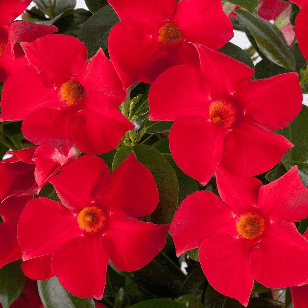 Mandevilla Sundaville Fashion Red | Dipladenia