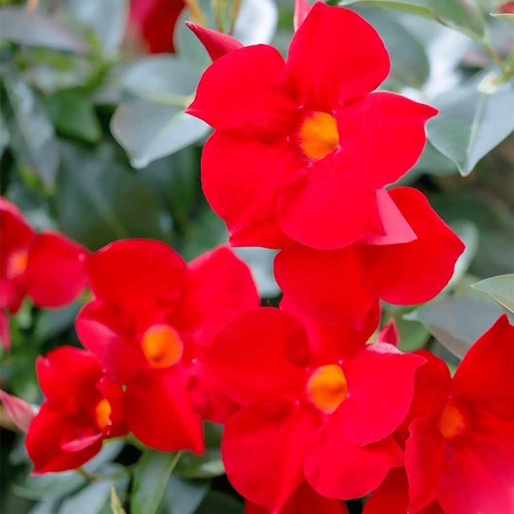 Mandevilla Sundaville Fashion Red | Dipladenia