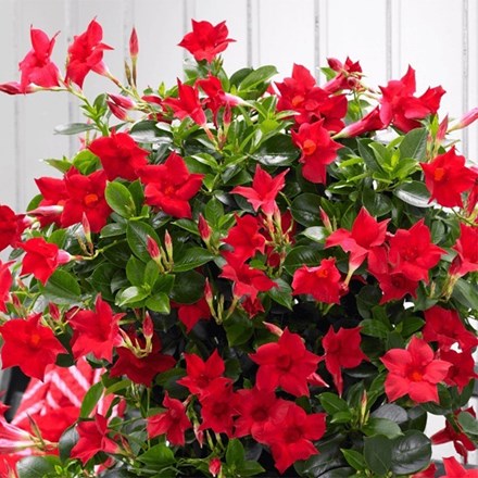 Mandevilla Sundaville Red ('Sunmandecrim') (PBR) (Sundaville Series)