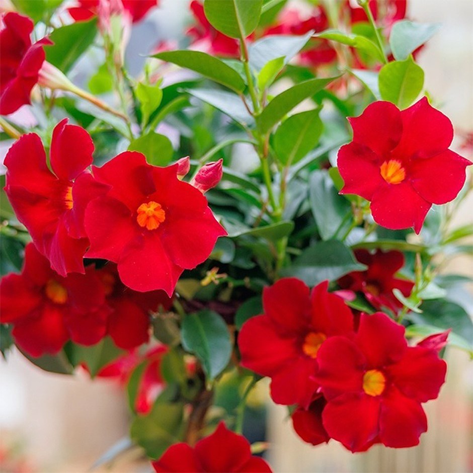 Mandevilla Sundaville Topper Red Yellow Eye | Dipladenia