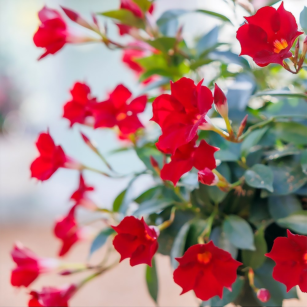Mandevilla Sundaville Topper Red Yellow Eye | Dipladenia