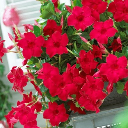 Mandevilla Sundaville Velvet Red ('Sunparasure') (Sundaville Series)