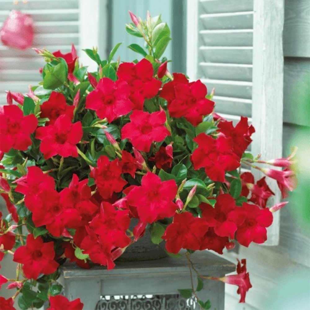 Mandevilla Sundaville Velvet Red | Dipladenia