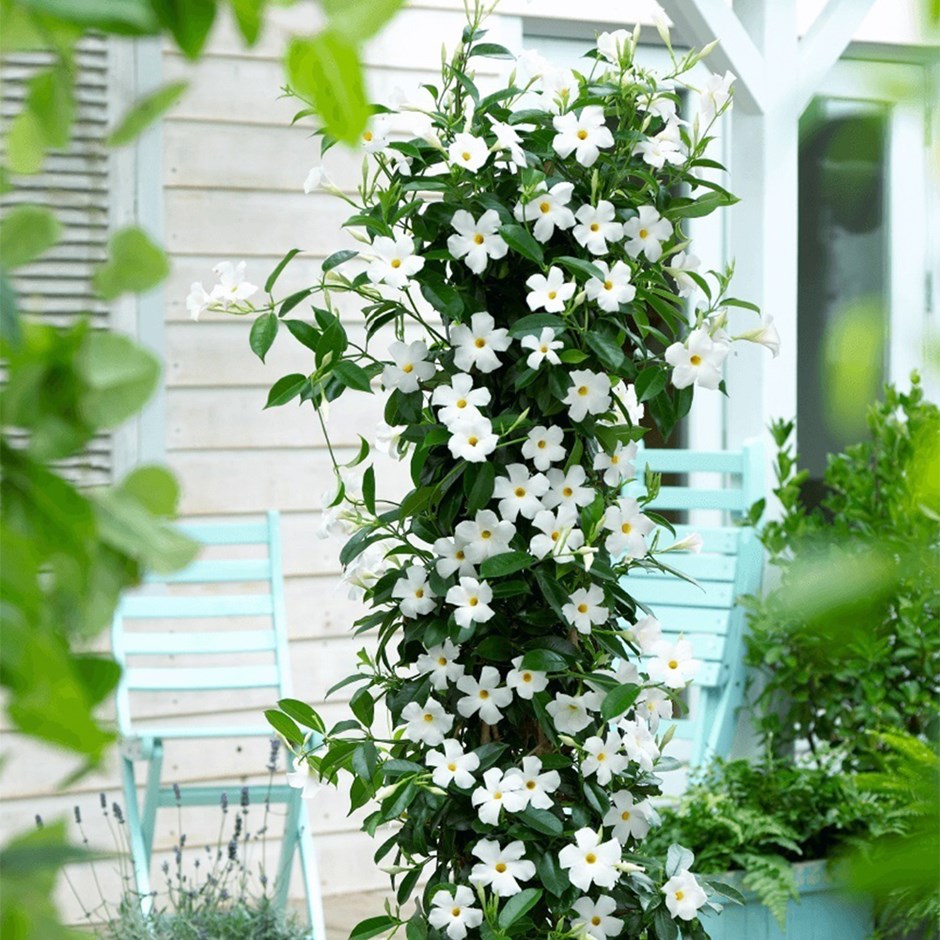 Mandevilla Sundaville White | Dipladenia