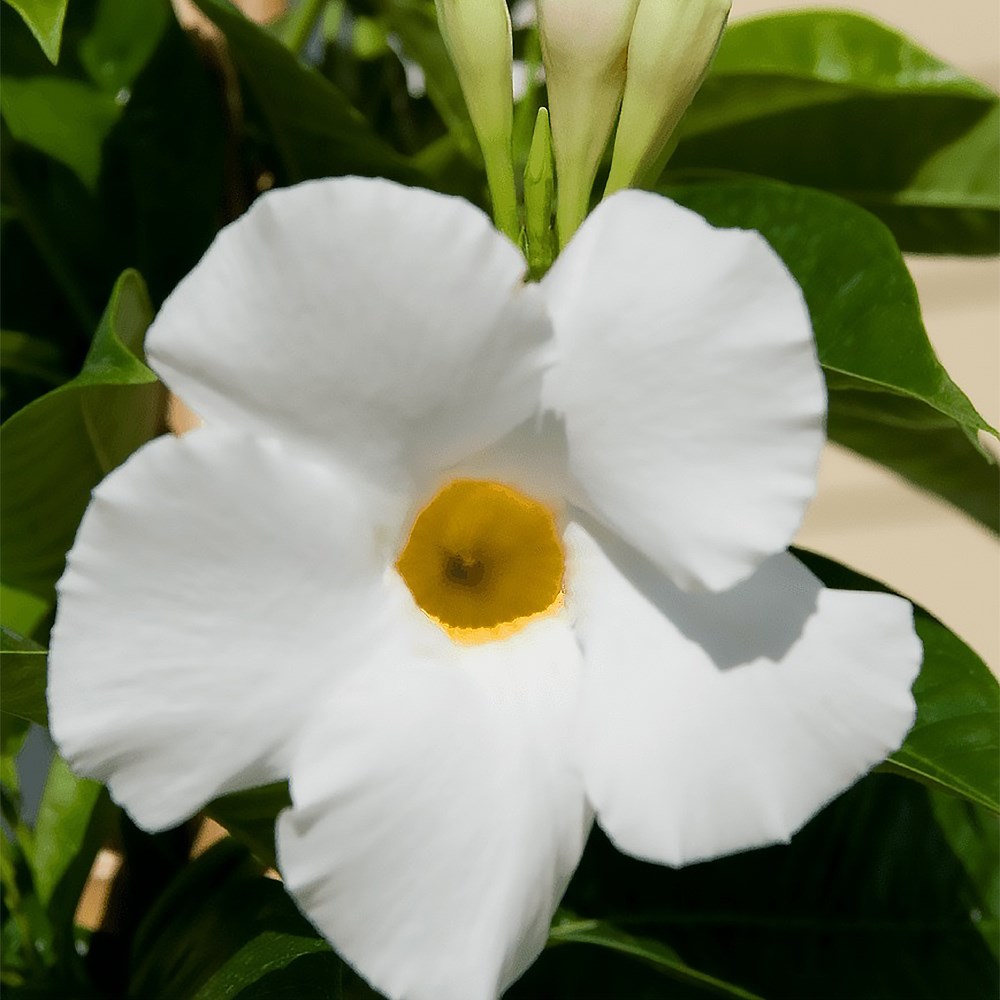 Mandevilla Sundaville White | Dipladenia