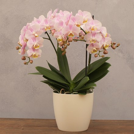 Phalaenopsis Bellissimo Adora