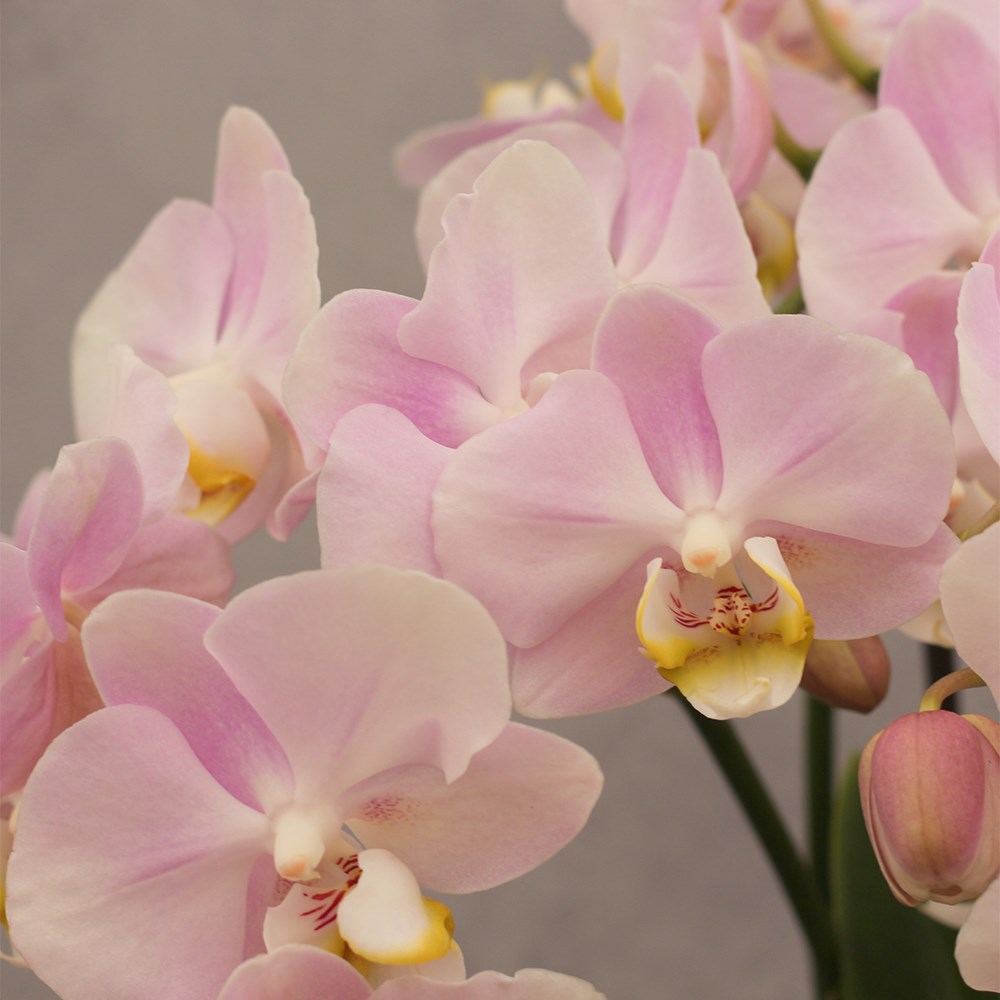 Phalaenopsis Bellissimo Adora | Moth Orchid