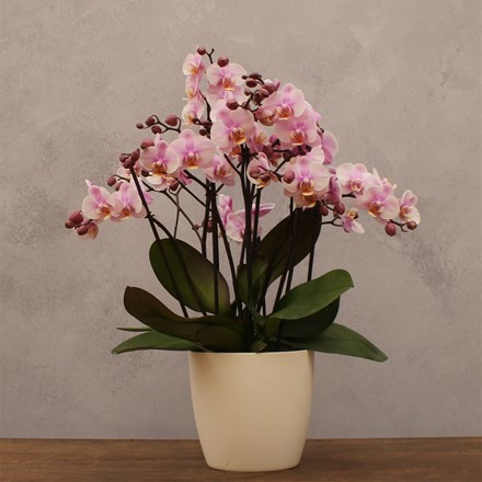Phalaenopsis Bellissimo Angelo