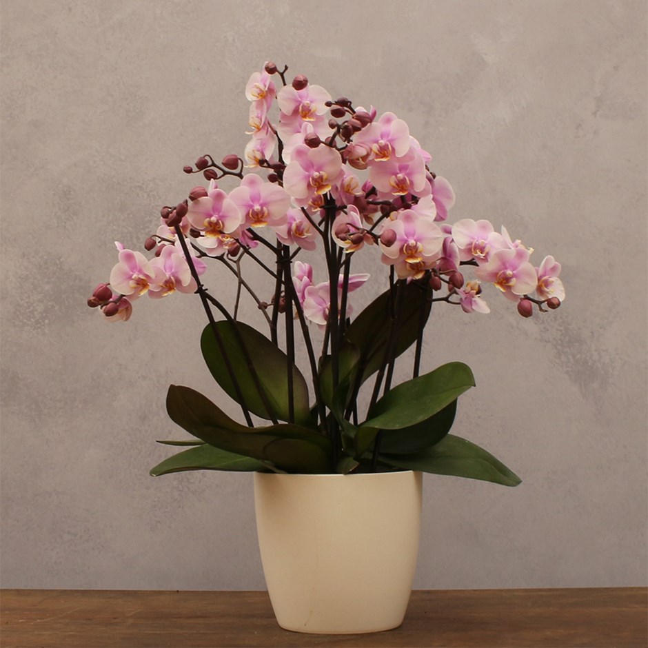 Phalaenopsis Bellissimo Angelo | Moth Orchid