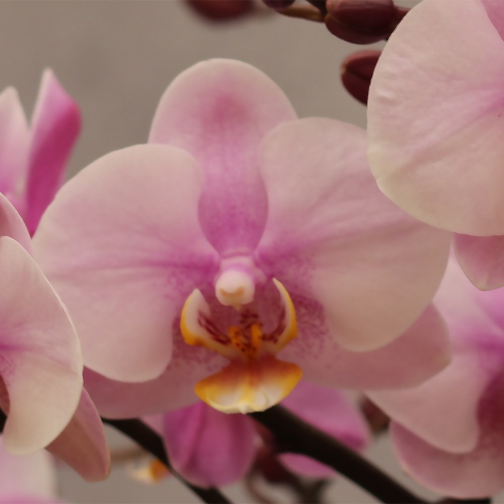 Phalaenopsis Bellissimo Angelo | Moth Orchid
