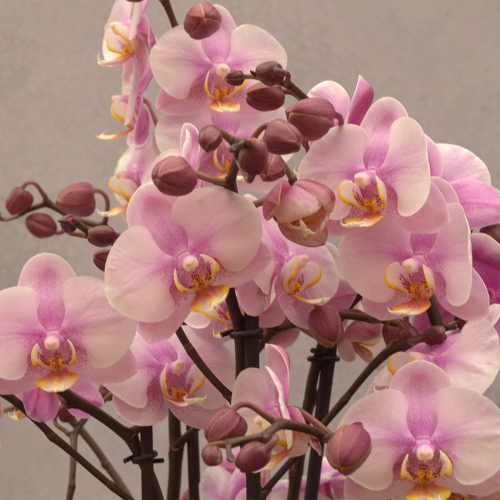 Phalaenopsis Bellissimo Angelo | Moth Orchid