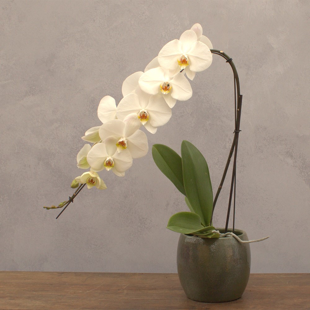 Phalaenopsis Formidablo Niagra Falls | Moth Orchid